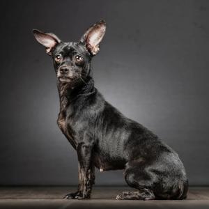 A black dog with large ears sitting on a wooden surface against a gray background.