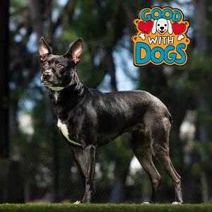 Betty Boop, Terrier, Rat, adult, available for adoption