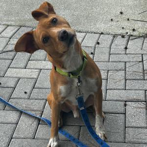 Alfie, Mixed Breed (Medium), young, available for adoption