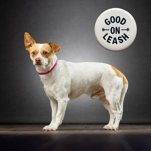 Gordo, Terrier, Jack Russell, young, available for adoption