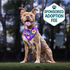 Chi Chi, Terrier, Staffordshire Bull, adult, available for adoption