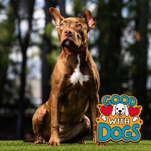 Brownie, Mixed Breed (Medium), young, available for adoption