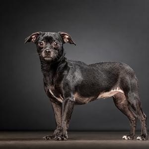 black dog standing on a dark surface