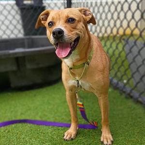 Cinderella, Mixed Breed (Medium), adult, available for adoption