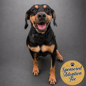 Alabama, Hound, Black and Tan Coonhound, adult, available for adoption