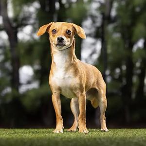 Benny, Chihuahua, young, available for adoption