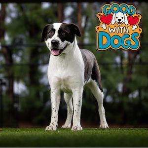 Dutchess, Mixed Breed (Medium), young, available for adoption