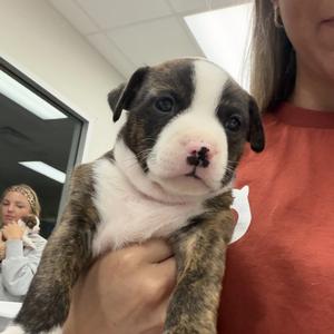 Athens, Mixed Breed (Medium), puppy, available for adoption