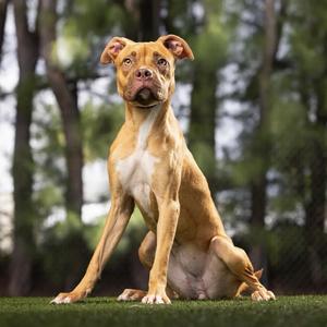 Biscotti, Mixed Breed (Medium), young, available for adoption