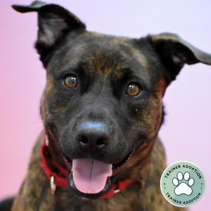 Bodhi, Terrier, senior, available for adoption