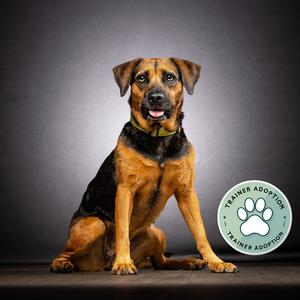 Brooke, Mixed Breed (Medium), young, available for adoption