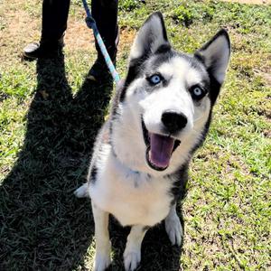 Enoch, Malamute, Alaskan, adult, available for adoption