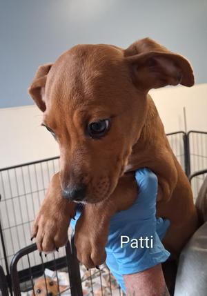 Patti, Labrador Retriever, puppy, available for adoption