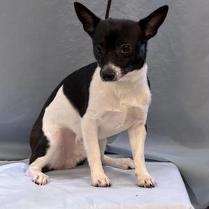 Max, Chihuahua, adult, available for adoption
