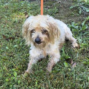 A small, scruffy dog with light brown fur standing on grass. The dog has a slightly unkempt appearance with long fur around its face and ears. It is holding an orange leash in its mouth, and the background consists of green grass and some scattered leaves.