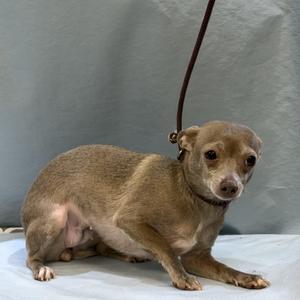 A small brown dog wearing a collar and leash, sitting on a white surface.