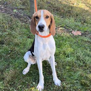A beagle dog sitting on grass, wearing an orange collar and attached to a leash.