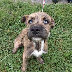 Deisel, Terrier, puppy, available for adoption