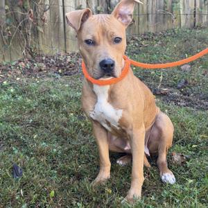 A brown and white dog with a black nose and alert ears, sitting on grass with an orange leash around its neck.