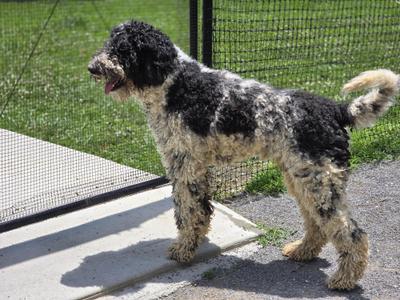 Dudley, Labradoodle, adult, available for adoption