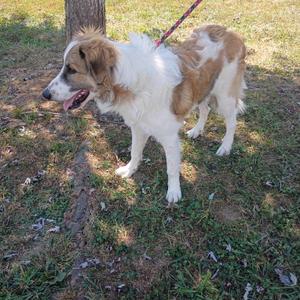 A brown and white dog standing on grass with a red leash attached to its collar.