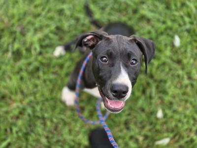 Dallas, Labrador Retriever / Pit Bull Terrier, young, available for adoption