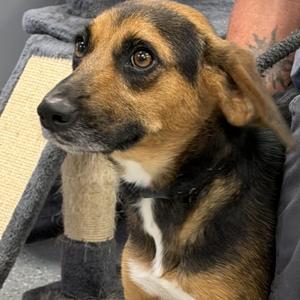 Bella, Terrier / Beagle, adult, available for adoption