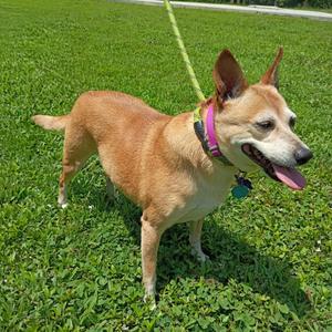 Gemma, Terrier, adult, available for adoption