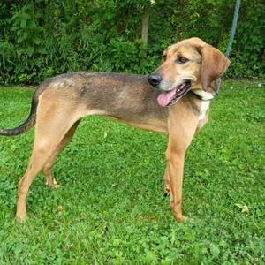 Daisy May, Hound, adult, available for adoption
