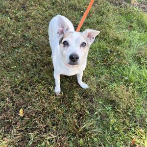A white dog with floppy ears and a black nose is standing on grass, looking up at the camera. The dog is wearing a red leash.