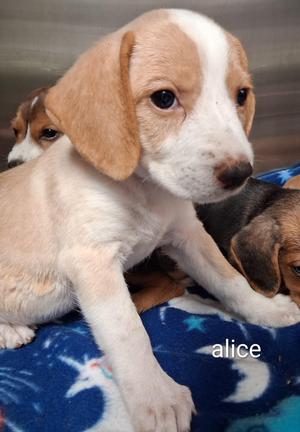 Alice, Beagle, puppy, available for adoption