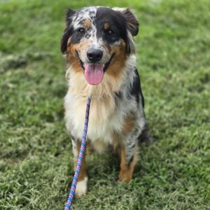 Harley, Australian Shepherd, adult, available for adoption