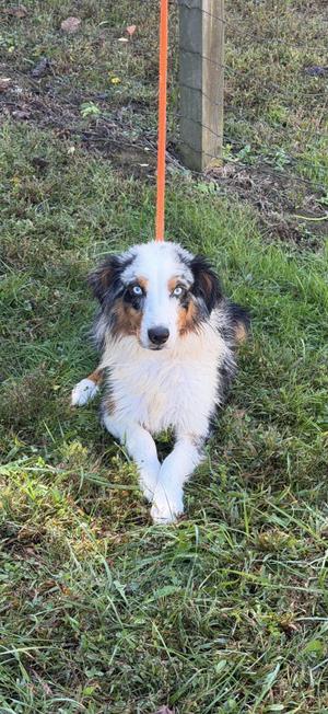 Cheeto, Australian Shepherd, young, available for adoption