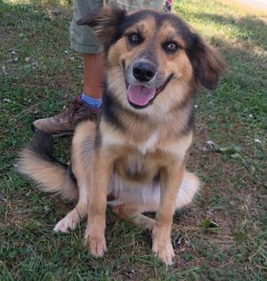 A happy dog with a brown and black coat sitting on grass, looking up with its tongue out.