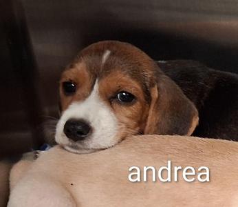 Andrea, Beagle, puppy, available for adoption