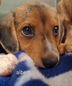 Albert, Beagle, puppy, available for adoption