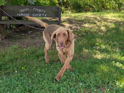 Copper, Bloodhound / Chesapeake Bay Retriever, adult, available for adoption