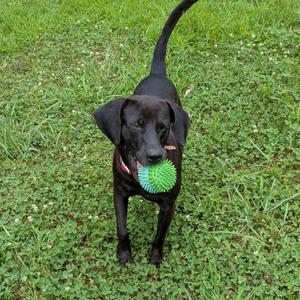 Blackie, Black Labrador Retriever, adult, available for adoption