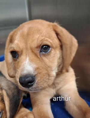 Arthur, Beagle, puppy, available for adoption