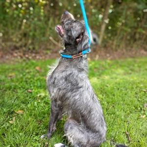 Cinder, Terrier, young, available for adoption