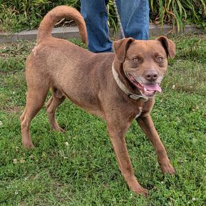 Brownie, Chocolate Labrador Retriever, young, available for adoption