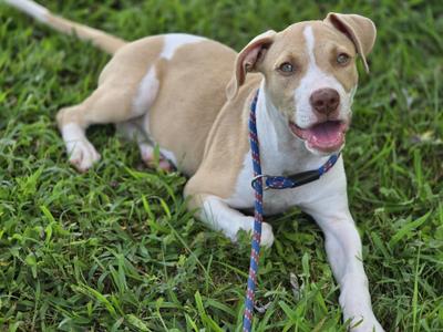 Aspen, Labrador Retriever / Boxer, young, available for adoption