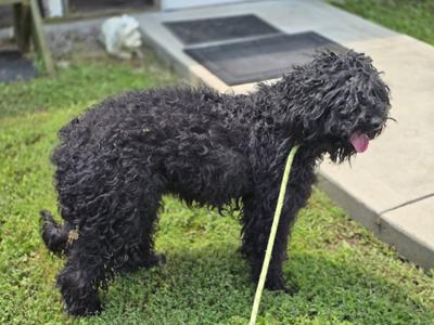 Crockett, Poodle, adult, available for adoption