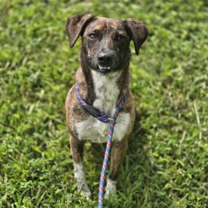 Chessie, Feist, young, available for adoption
