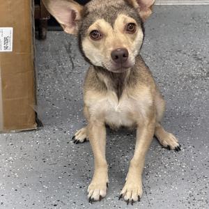 a small dog sitting on a concrete floor
