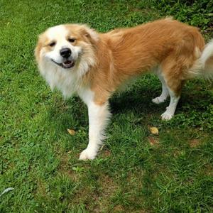 Jake, Golden Retriever / Great Pyrenees, adult, available for adoption