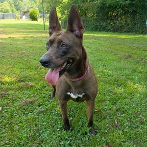Holly, Shepherd / Australian Kelpie, adult, available for adoption