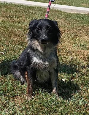 Bear, Australian Shepherd, adult, available for adoption