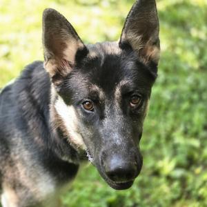 Apollo, German Shepherd Dog, young, available for adoption