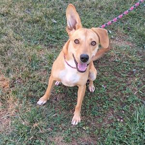 A brown dog with a pink leash standing on grass